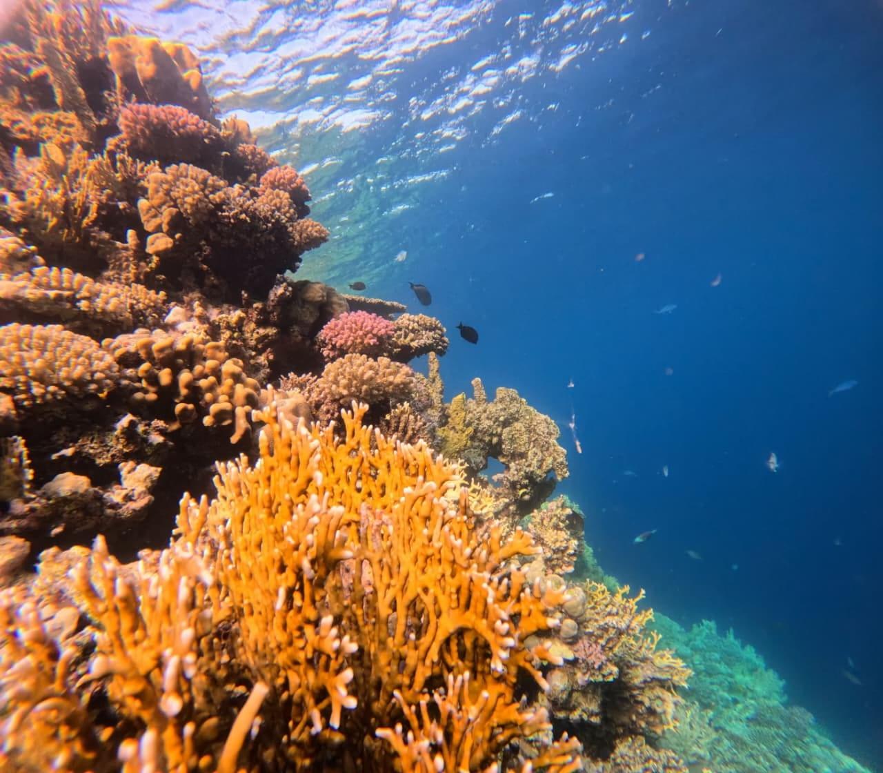 Orange and pink corals on the reef wall in the Red Sea