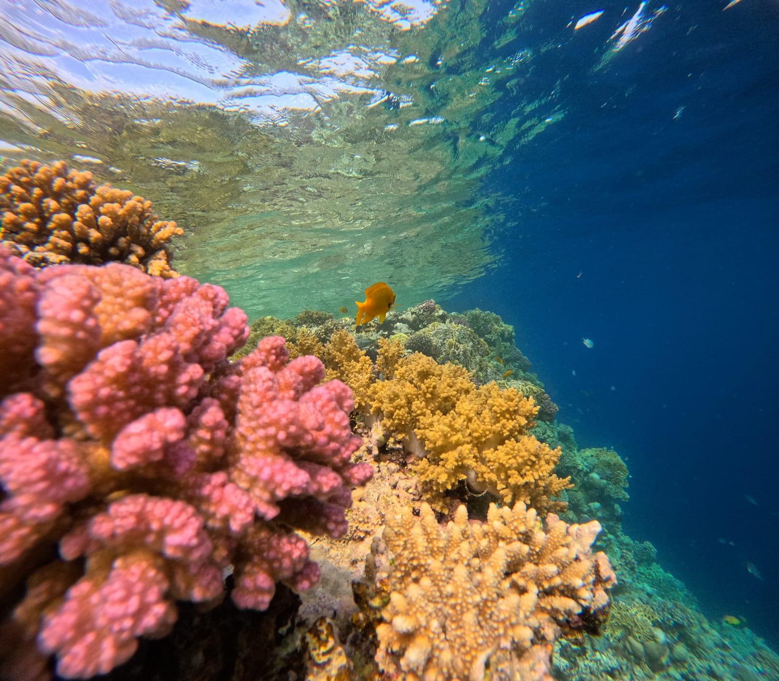 Pink coral and reef fish in clear blue water in the Red Sea