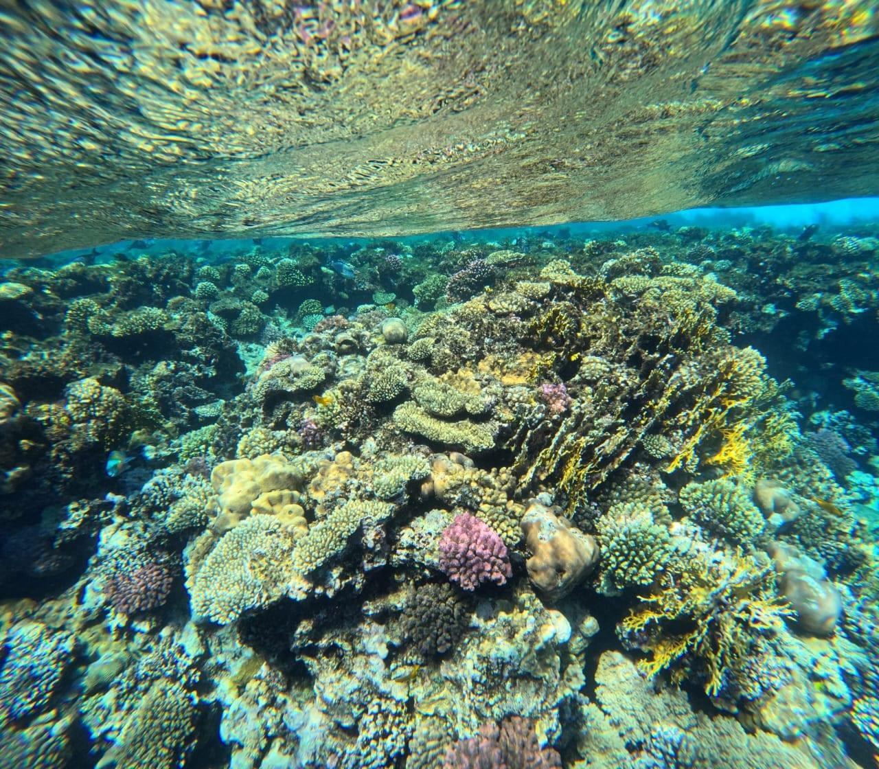 Coral garden in shallow water just off the beach at Sharm El Naga
