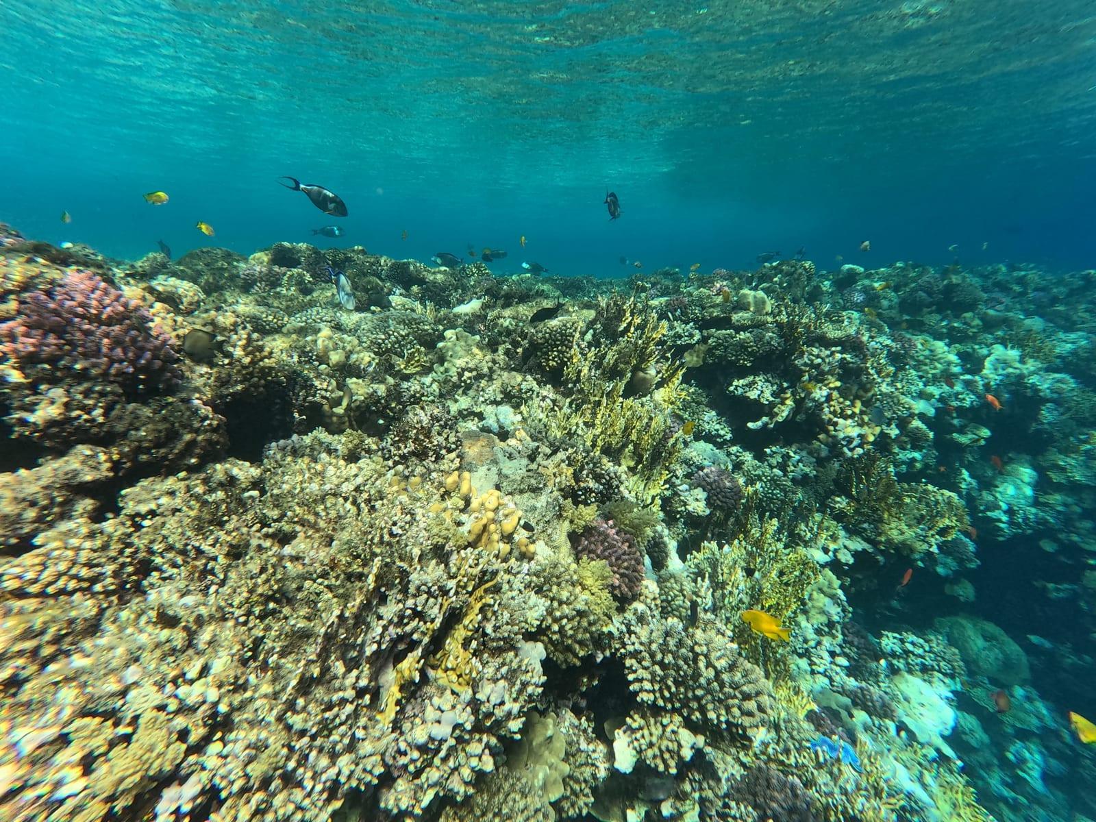 Wide reef of hard corals with fish swimming above in the Red Sea