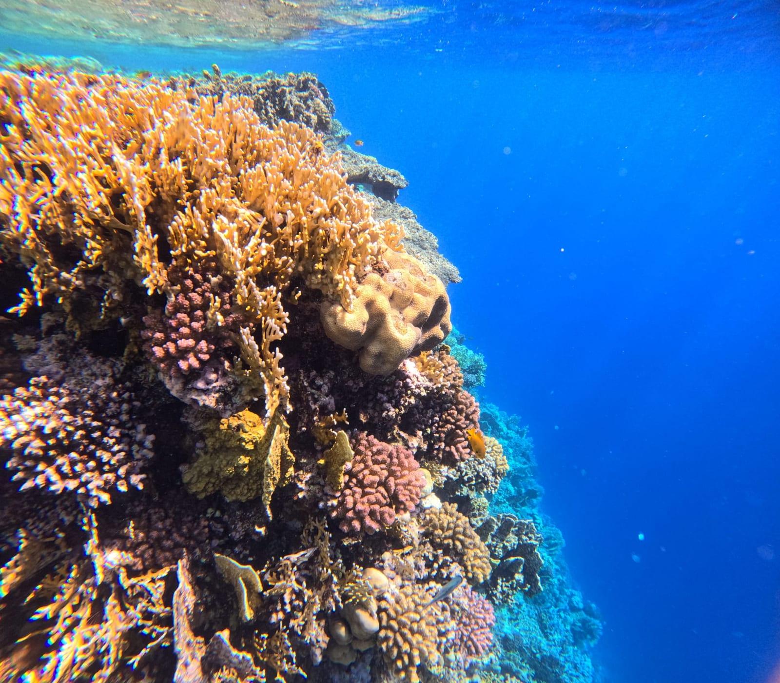 Colourful coral wall dropping into deep blue water in the Red Sea