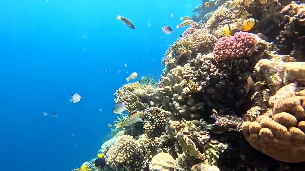 Video: snorkelling over the coral reef and reef fish at Sharm El Naga