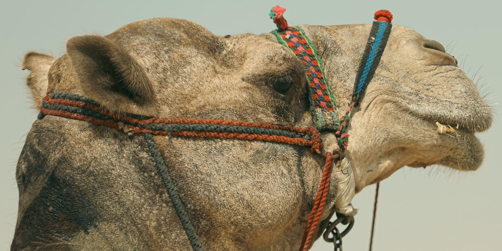 Arabian camel in the Egyptian desert