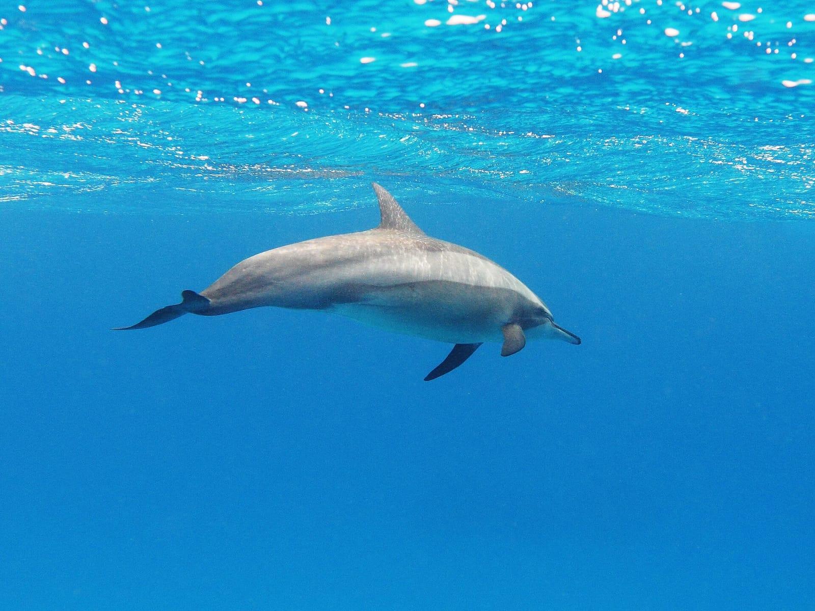 Spinner dolphin swimming in the Red Sea