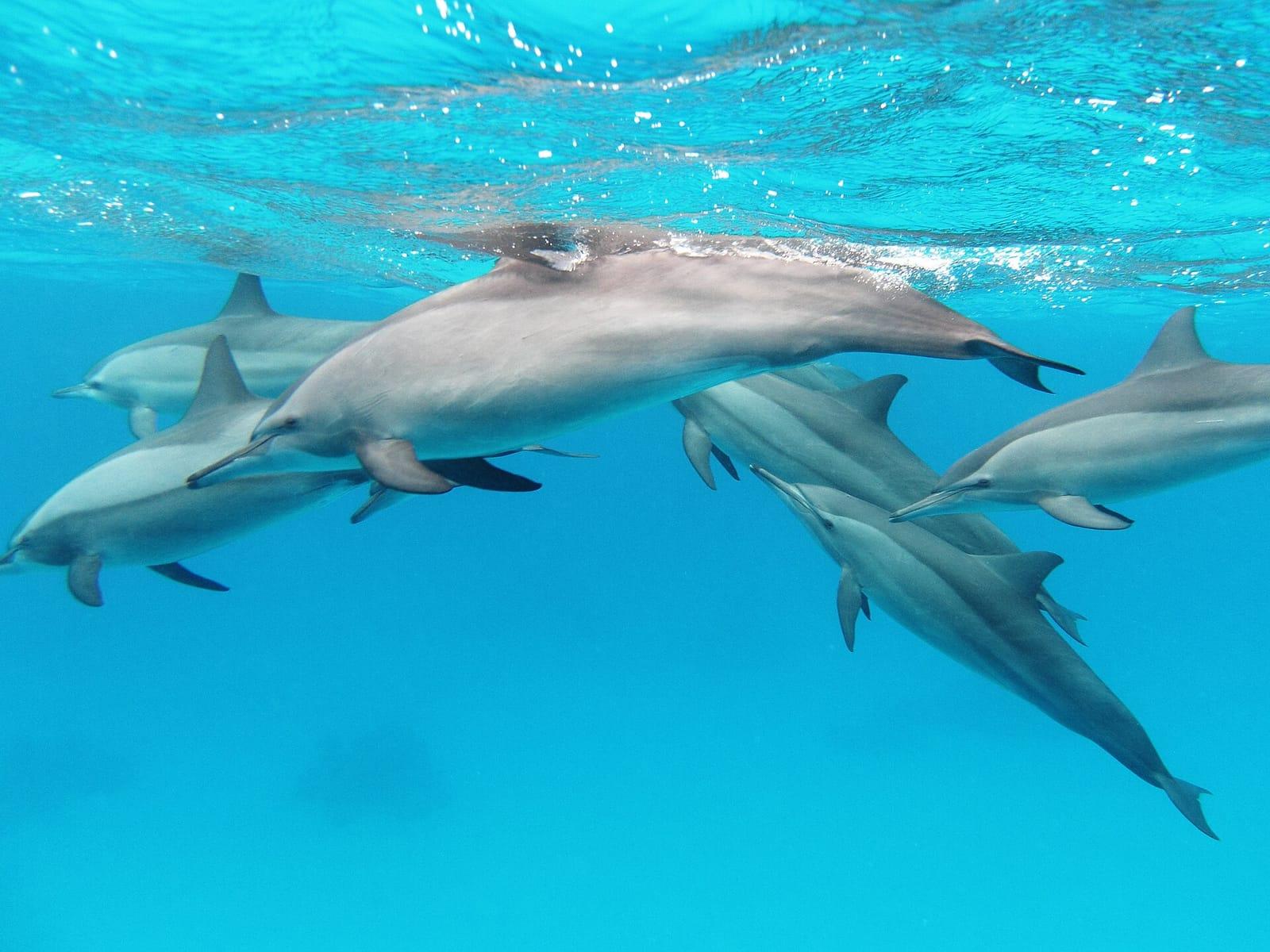 Pod of spinner dolphins in the Red Sea
