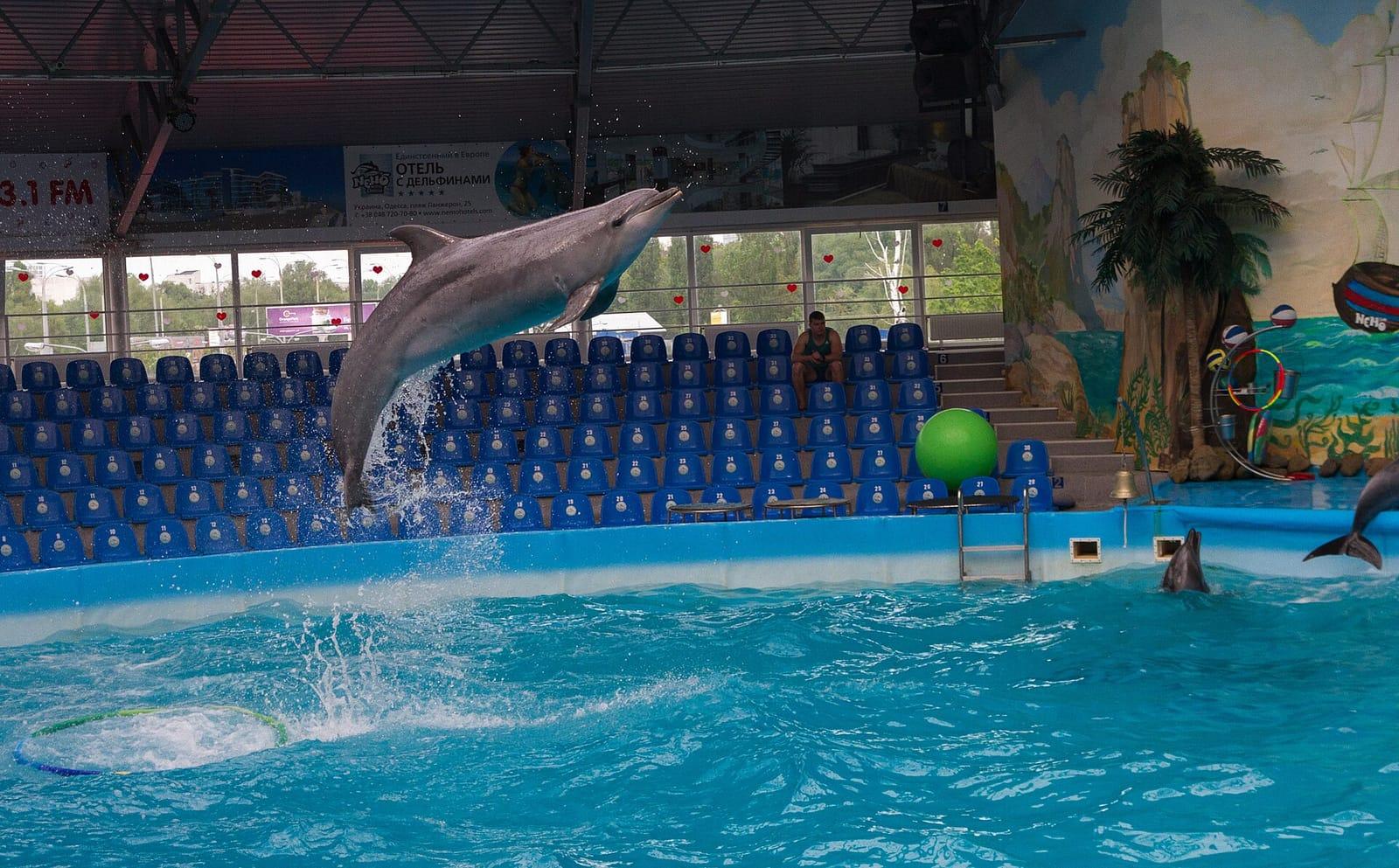 Dolphins leaping during a dolphinarium show