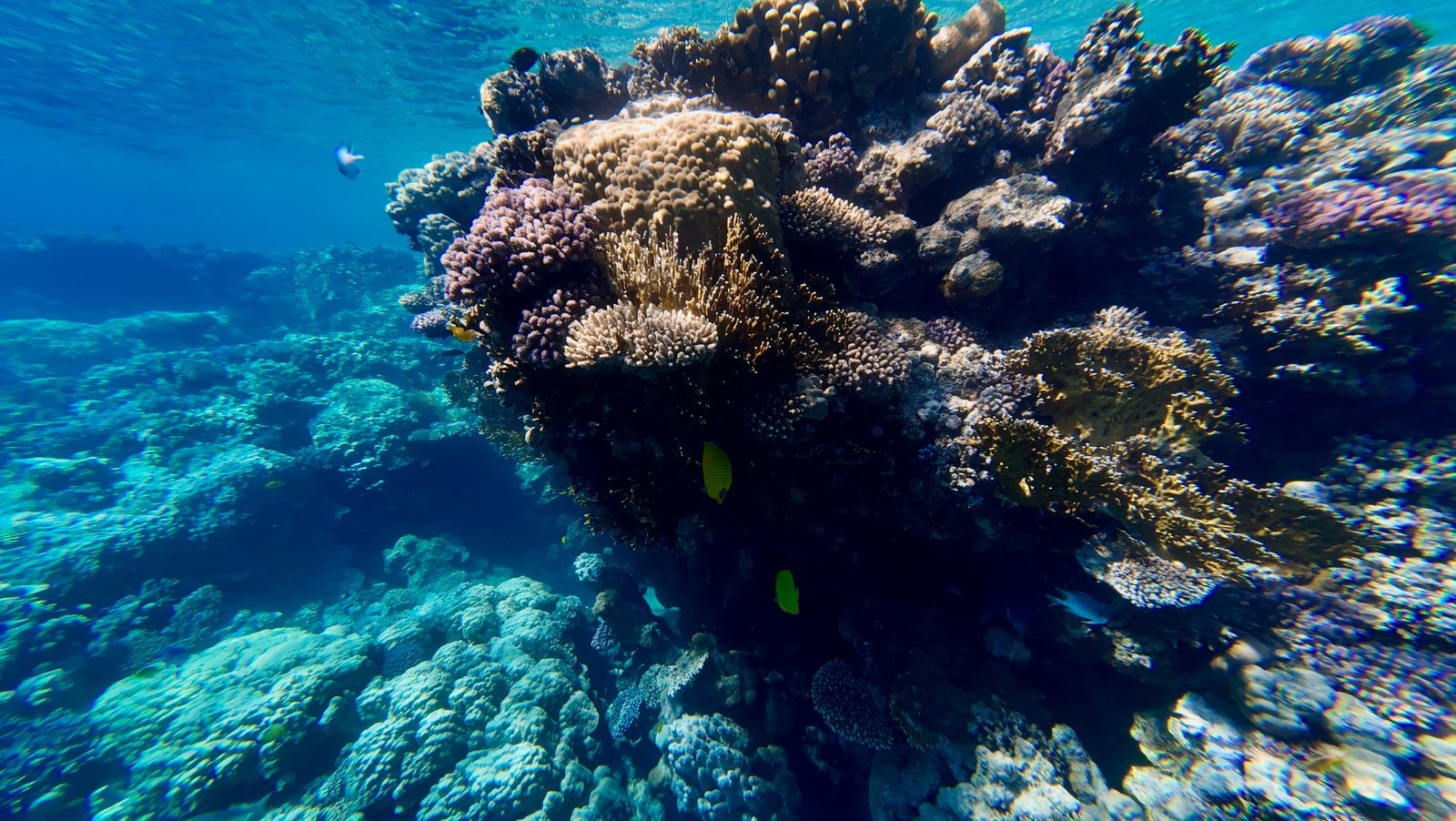 Colorful coral reef beneath the clear blue Red Sea